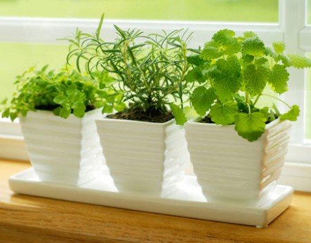 комнатные растения как ухаживать за комнатными растениями выбираем комнатное растение о пользе комнатных растений очищение воздуха улучшение здоровья и самочувствия как защитить дом с помощью растений