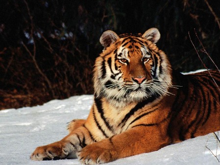 новый год 2010 год тигра